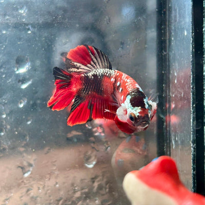 Red Koi Copper Plakat - Male Betta 086