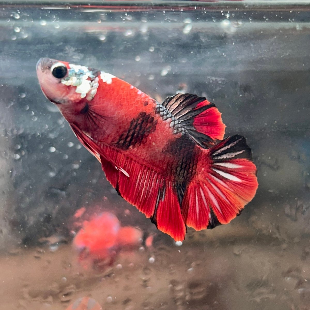 Red Koi Copper Plakat - Male Betta 086