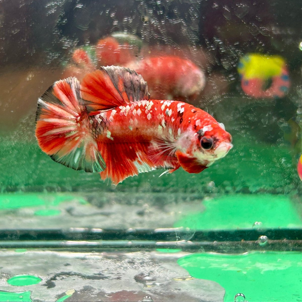 Red Koi Copper Plakat - Male Betta 099