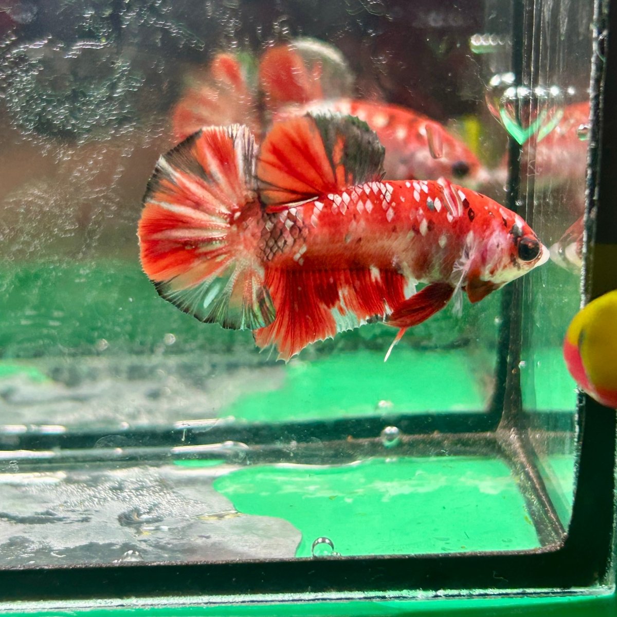 Red Koi Copper Plakat - Male Betta 099
