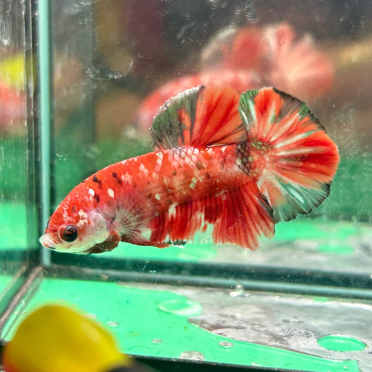 Red Koi Copper Plakat - Male Betta 099