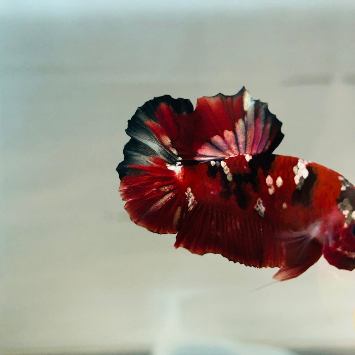 Red Koi Copper Plakat - Male Betta 123