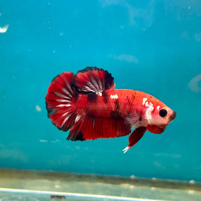 Red Koi Copper Plakat - Male Betta A23
