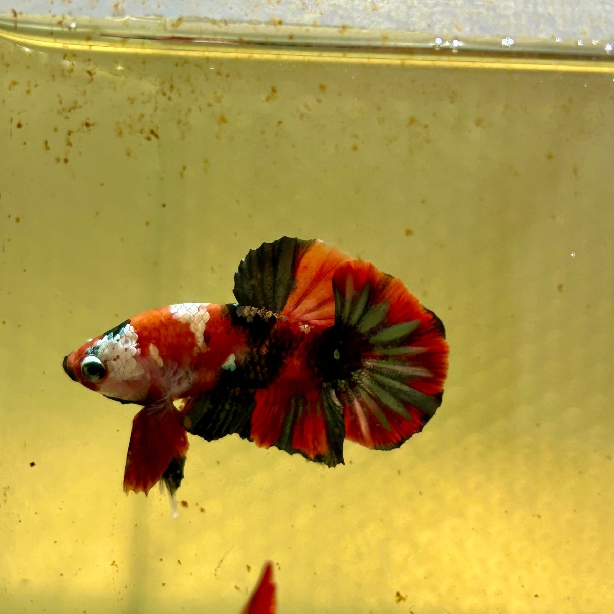 Red Koi Copper Plakat - Male Betta J03