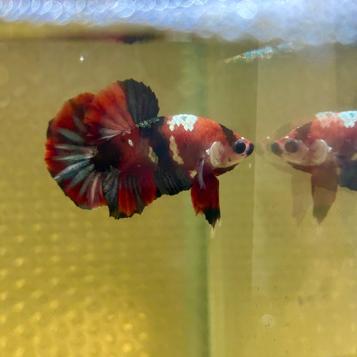 Red Koi Copper Plakat - Male Betta J03