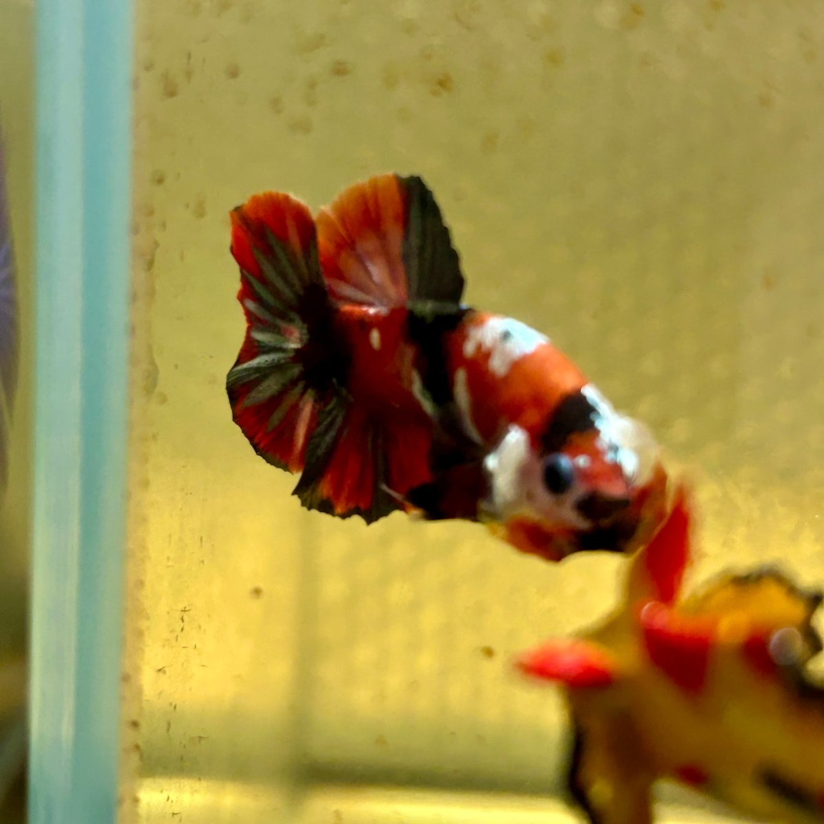 Red Koi Copper Plakat - Male Betta J03