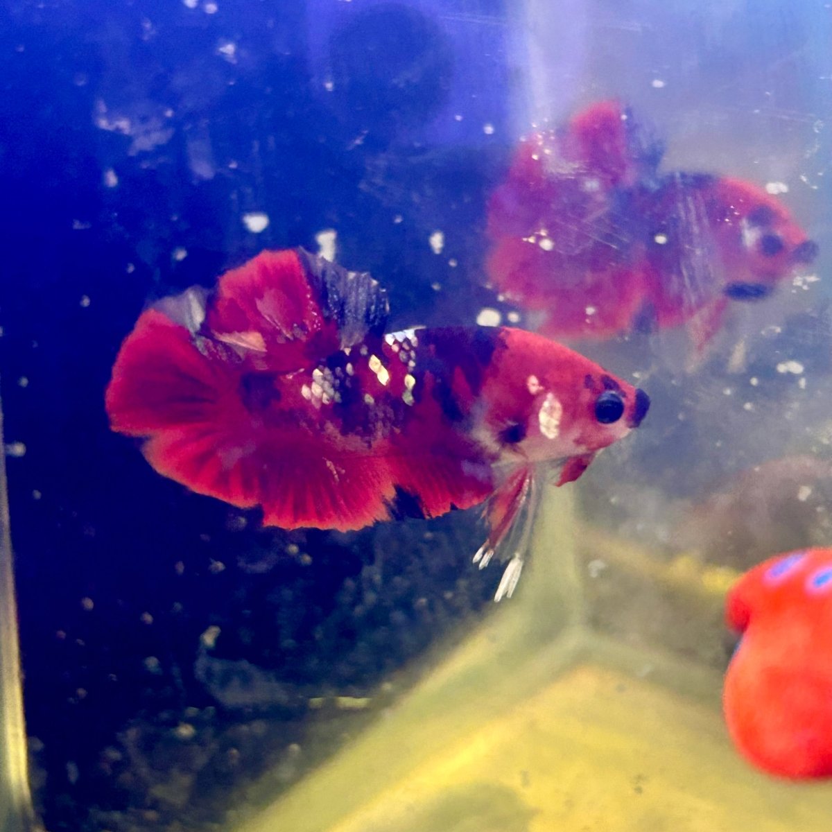 Red Koi Copper Plakat - Male Betta J23