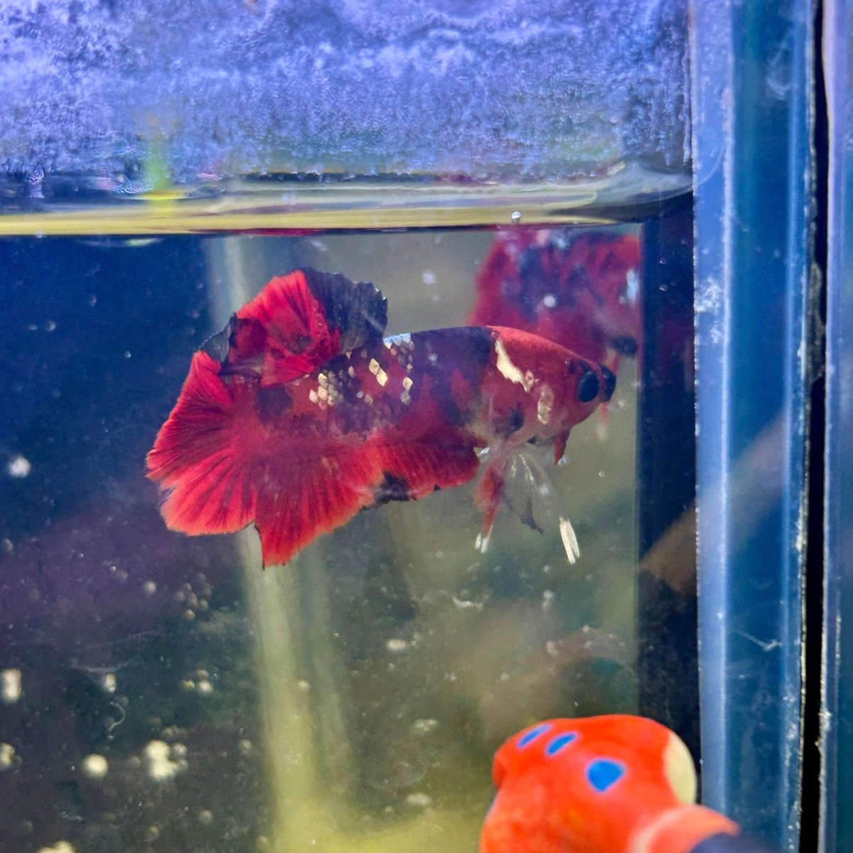 Red Koi Copper Plakat - Male Betta J23