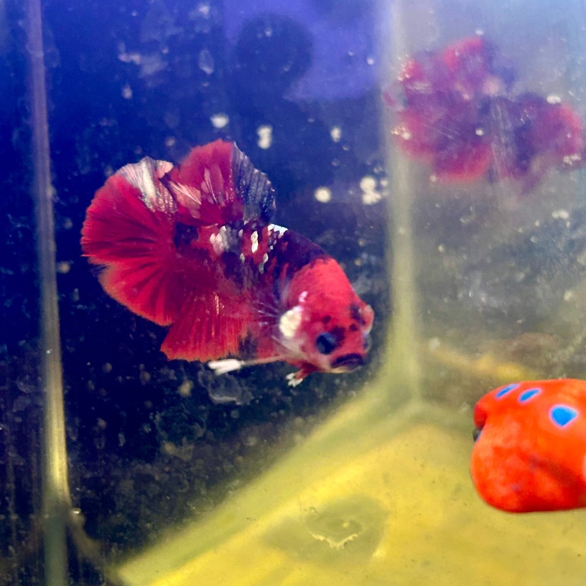Red Koi Copper Plakat - Male Betta J23