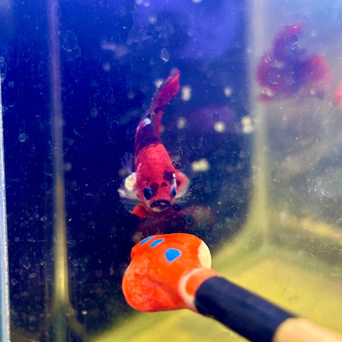 Red Koi Copper Plakat - Male Betta J23