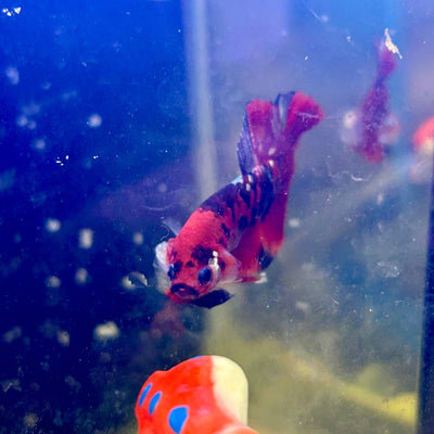 Red Koi Copper Plakat - Male Betta J23