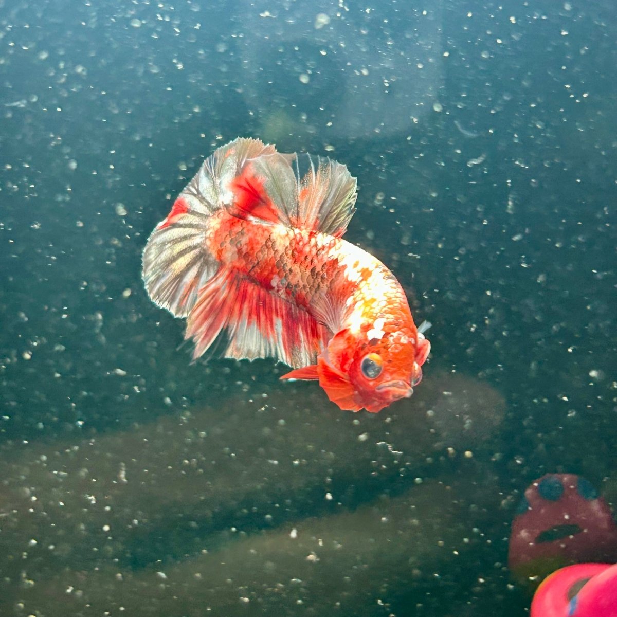 Red Koi Copper Plakat - Male Betta M34
