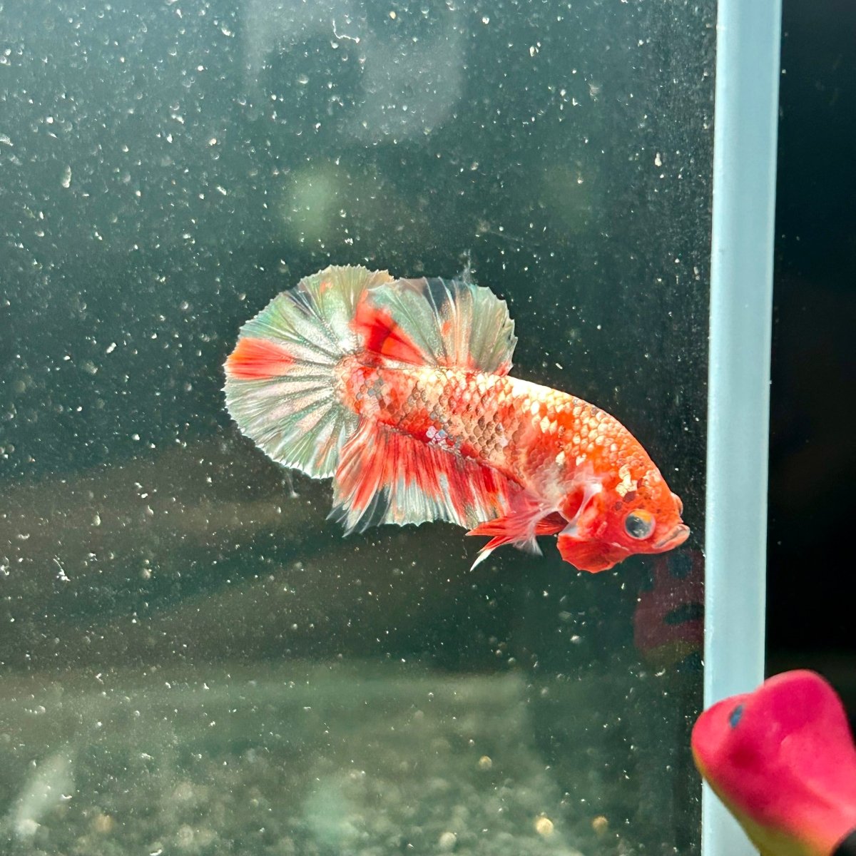 Red Koi Copper Plakat - Male Betta M34