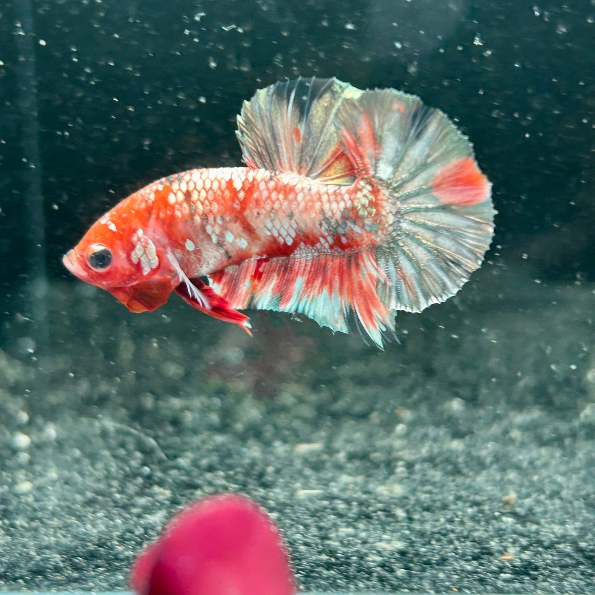 Red Koi Copper Plakat - Male Betta M34