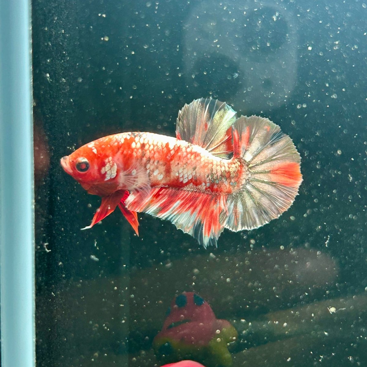 Red Koi Copper Plakat - Male Betta M34