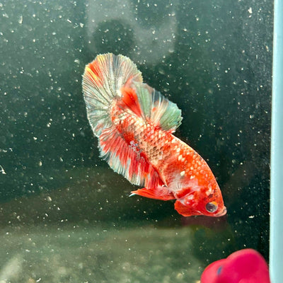 Red Koi Copper Plakat - Male Betta M34