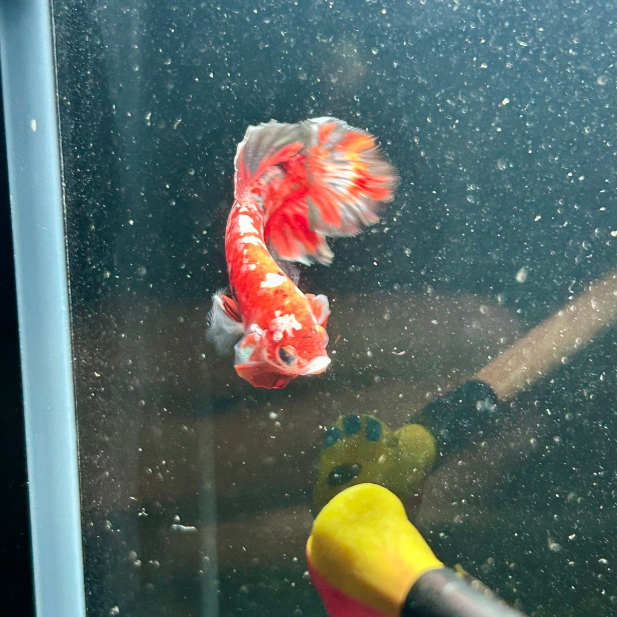 Red Koi Copper Plakat - Male Betta M44