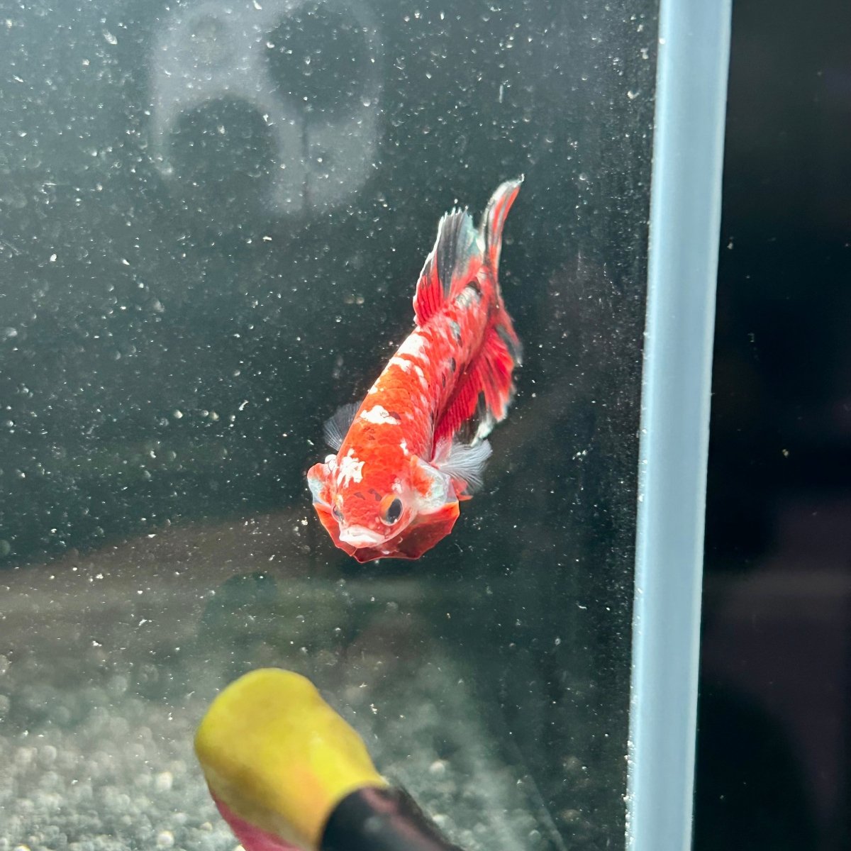 Red Koi Copper Plakat - Male Betta M44