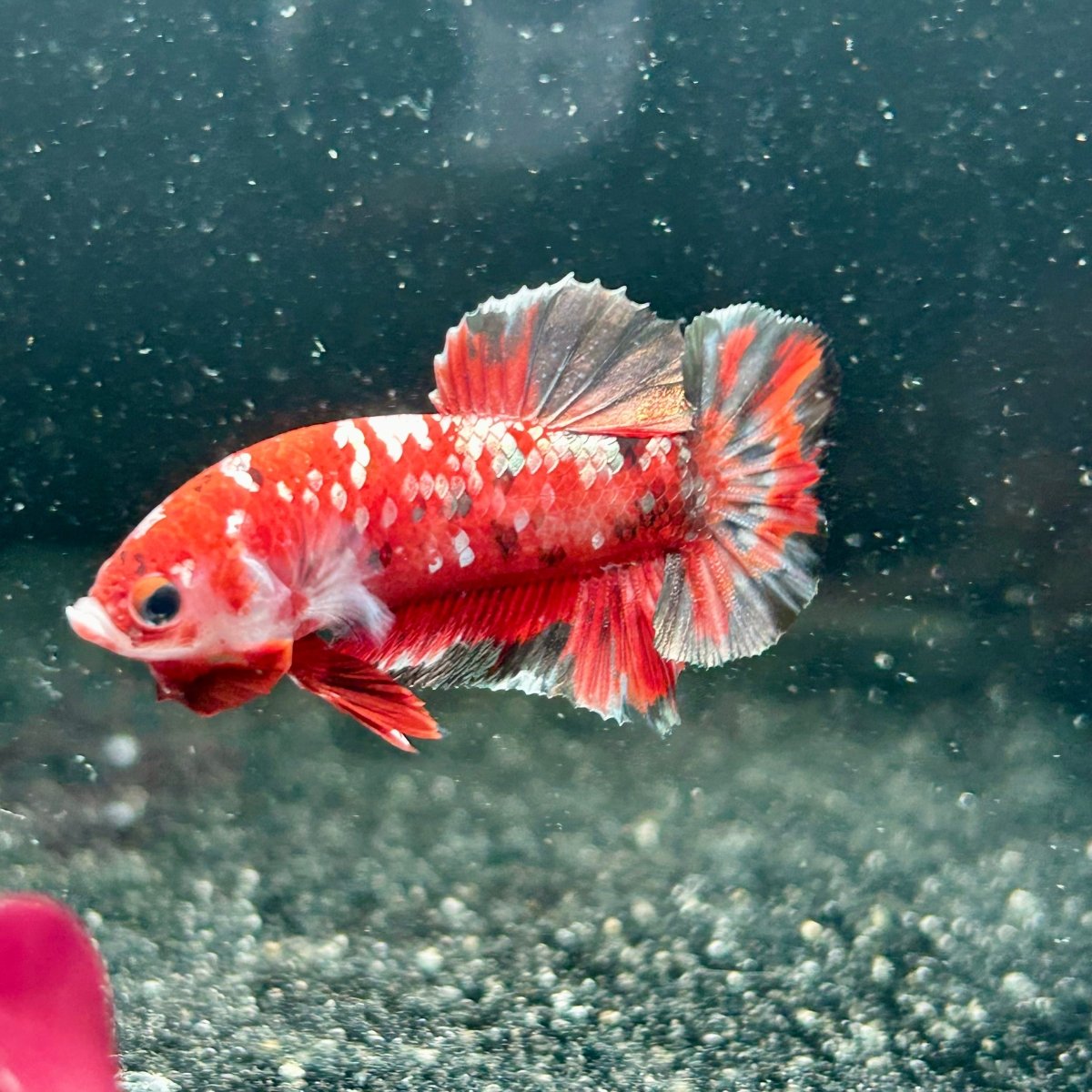 Red Koi Copper Plakat - Male Betta M44