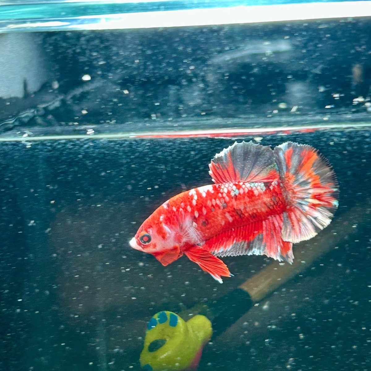Red Koi Copper Plakat - Male Betta M44