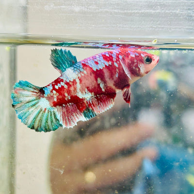 Red Koi Female Betta Plakat 177