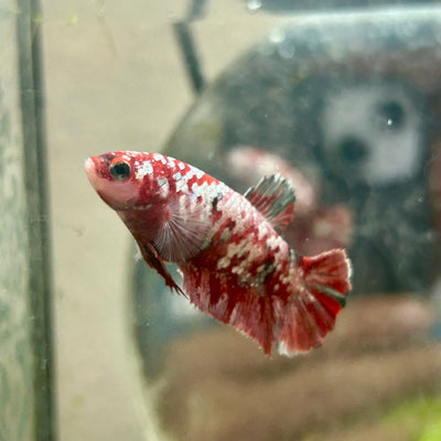 Red Koi Galaxy Female Betta 035