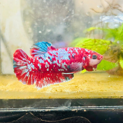 Red Koi Galaxy Female Betta 094 Female betta