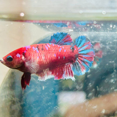 Red Koi Galaxy Female Betta 132
