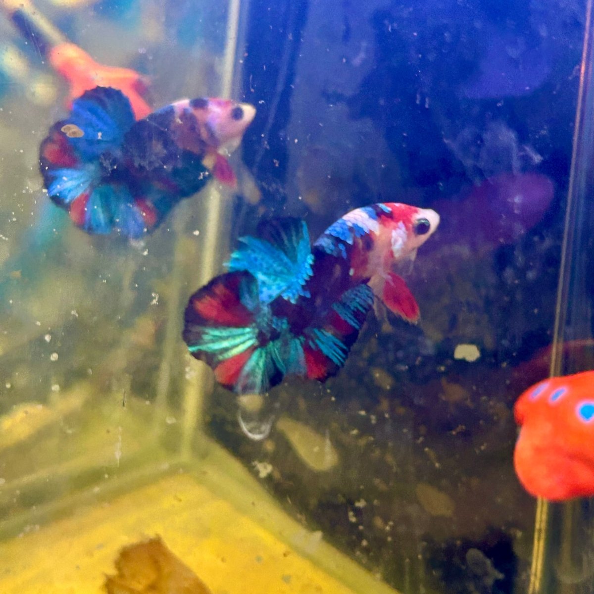 Red Koi Plakat - Male Betta J20