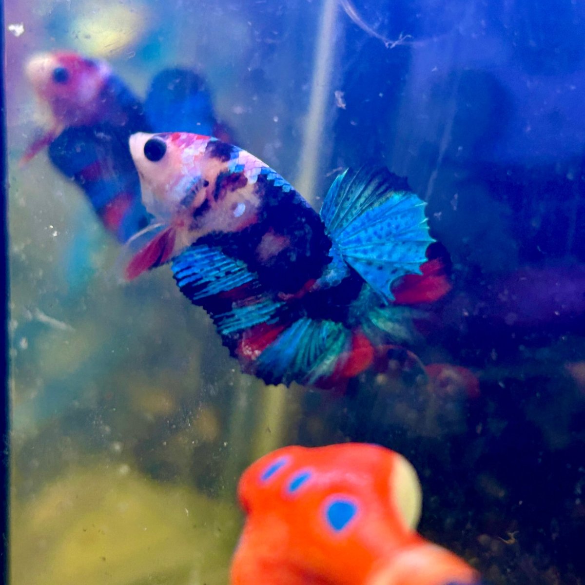 Red Koi Plakat - Male Betta J20