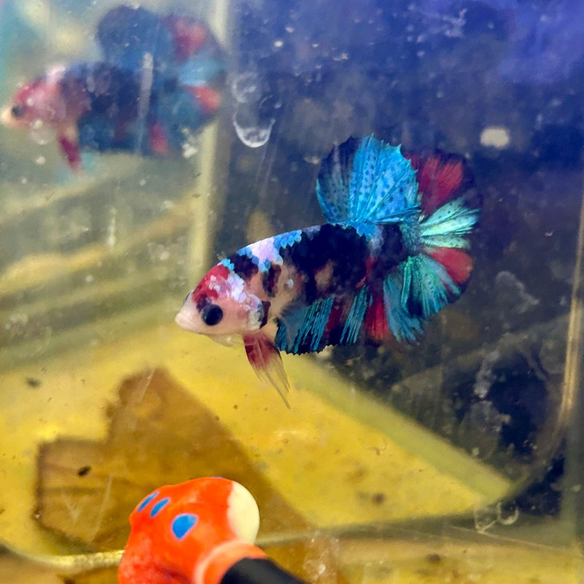 Red Koi Plakat - Male Betta J20