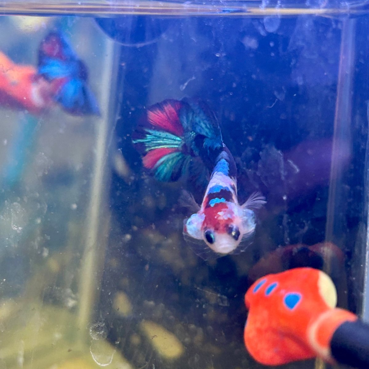 Red Koi Plakat - Male Betta J20