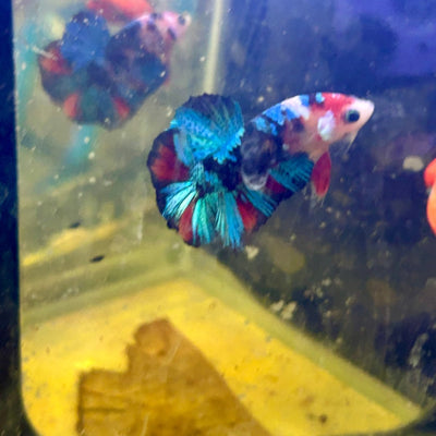 Red Koi Plakat - Male Betta J20