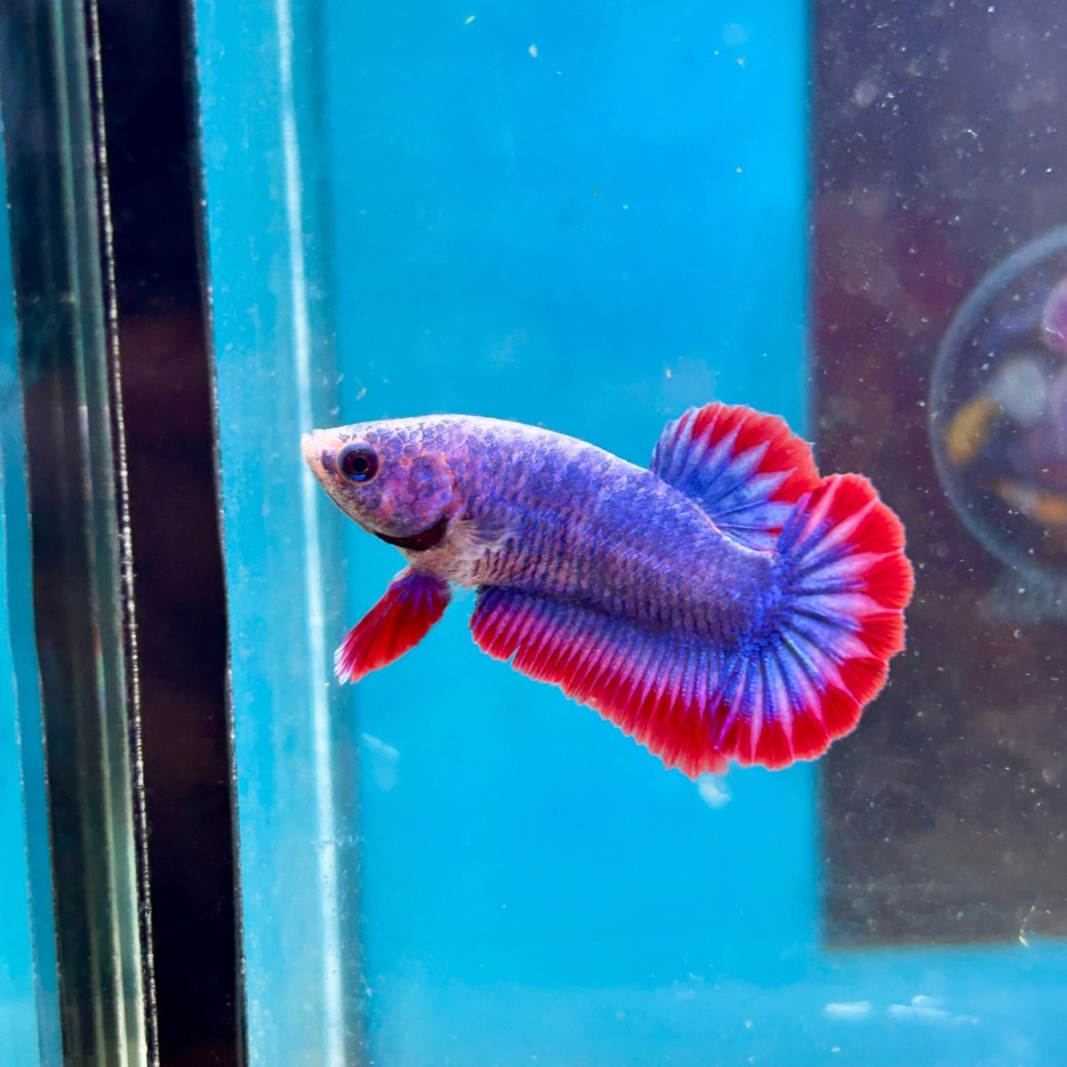 Red Mascot Plakat - Female Betta 002