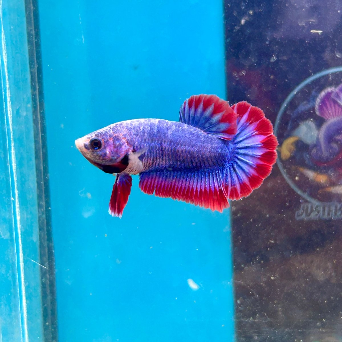 Red Mascot Plakat - Female Betta 002