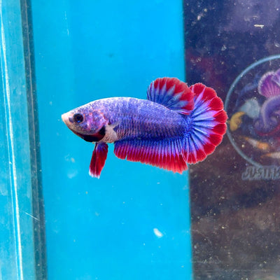 Red Mascot Plakat - Female Betta 002