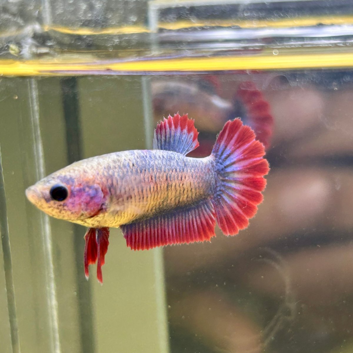 Red Mascot Plakat - Female Betta 095