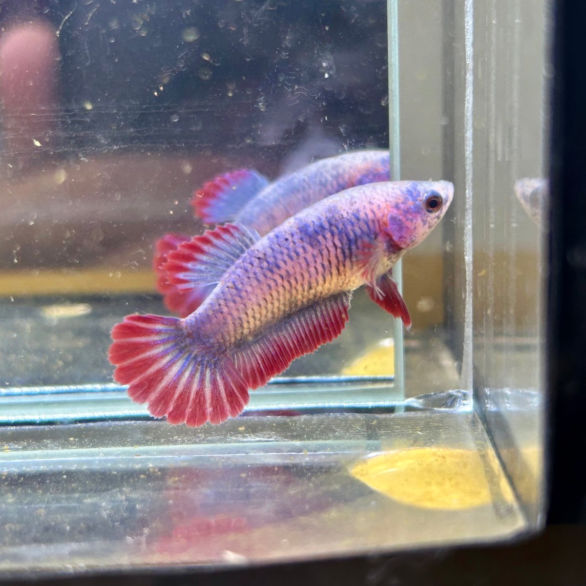 Red Mascot Plakat - Female Betta 095