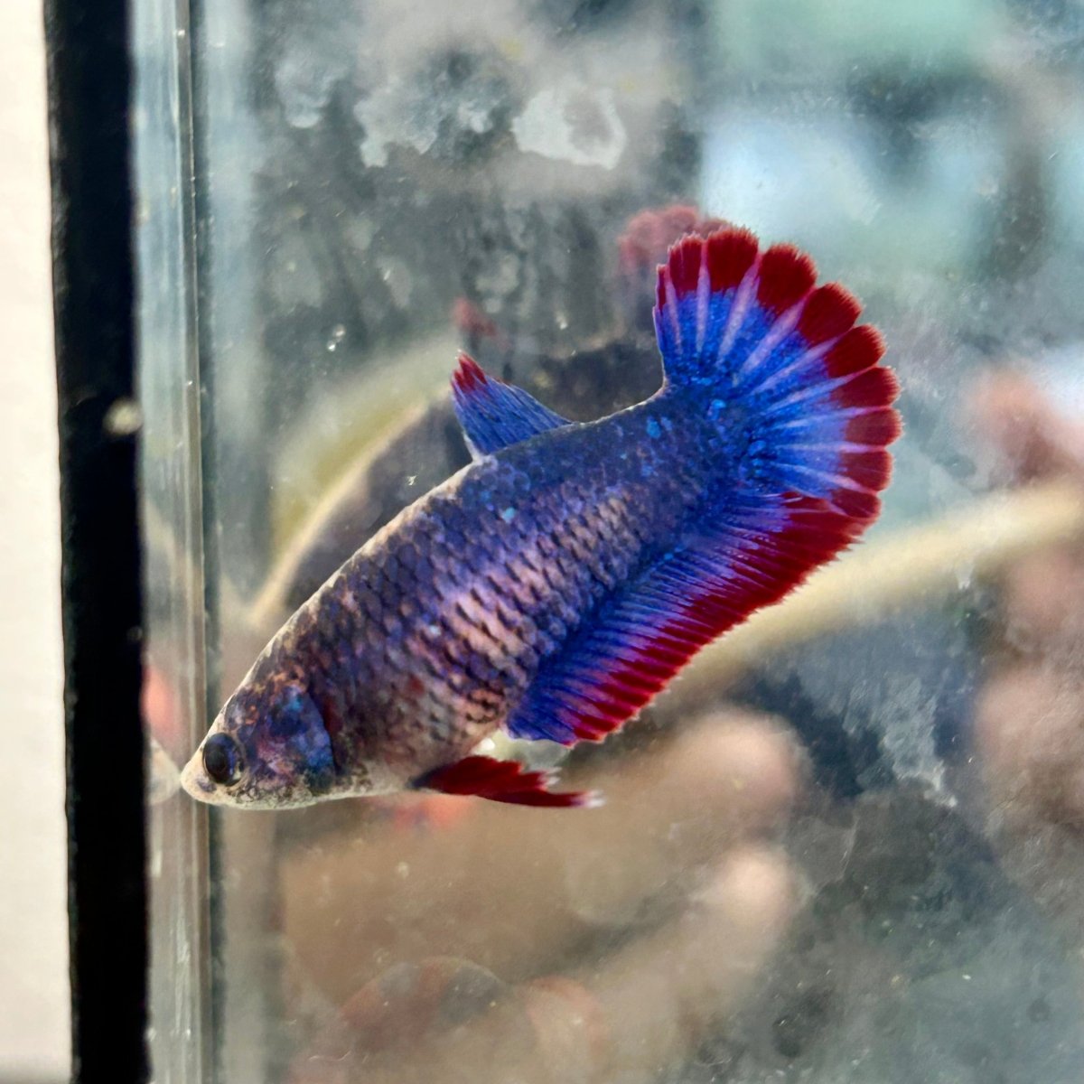 Red Mascot Plakat - Female Betta