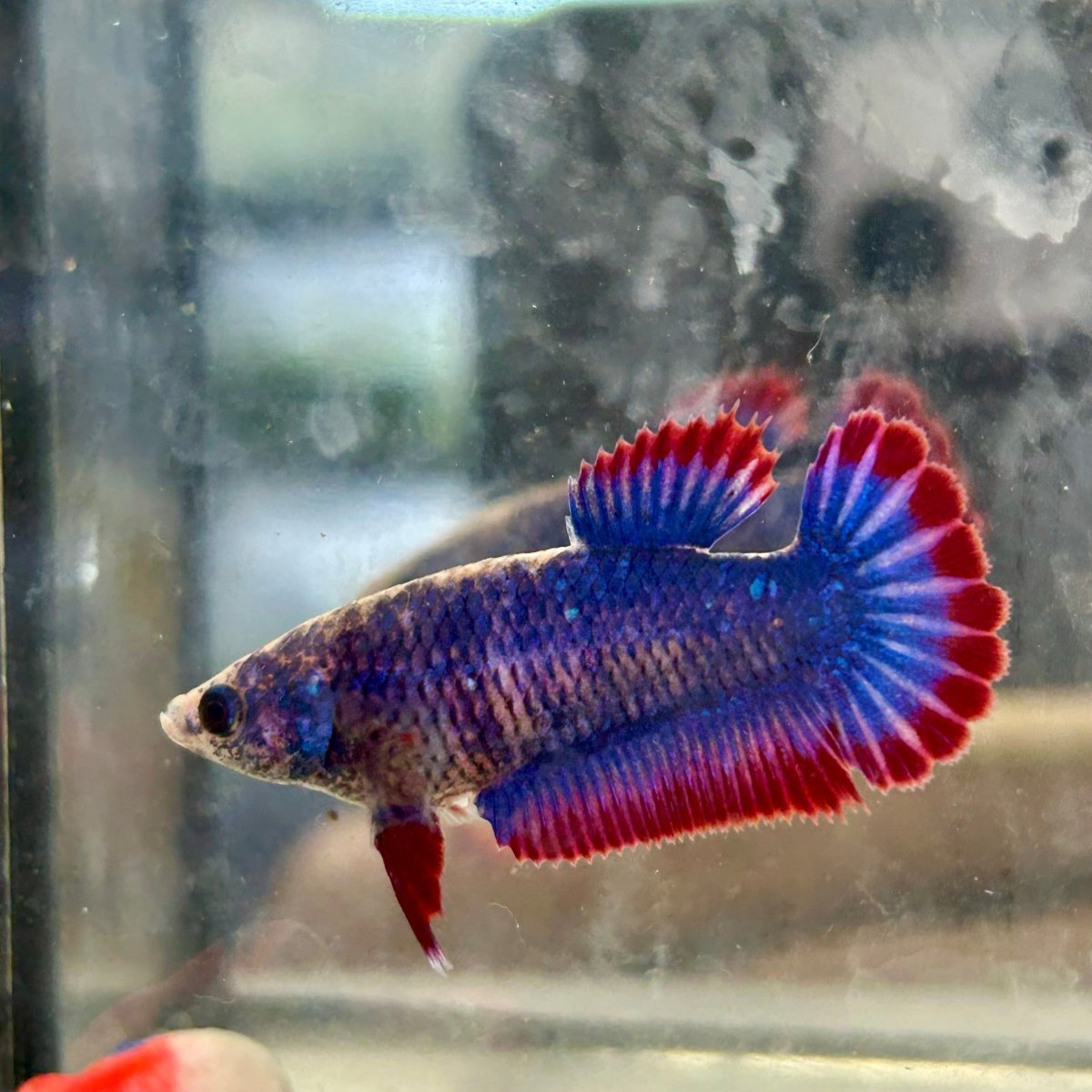 Red Mascot Plakat - Female Betta