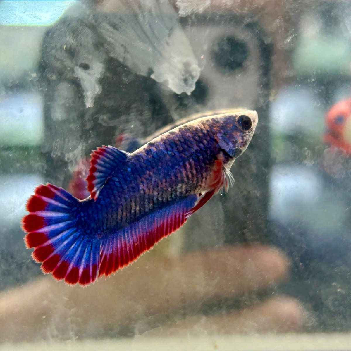 Red Mascot Plakat - Female Betta