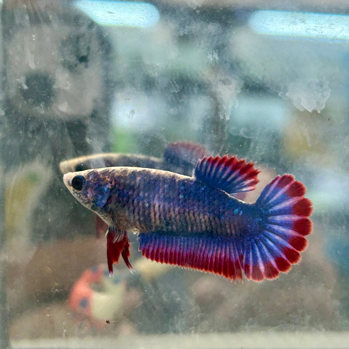 Red Mascot Plakat - Female Betta