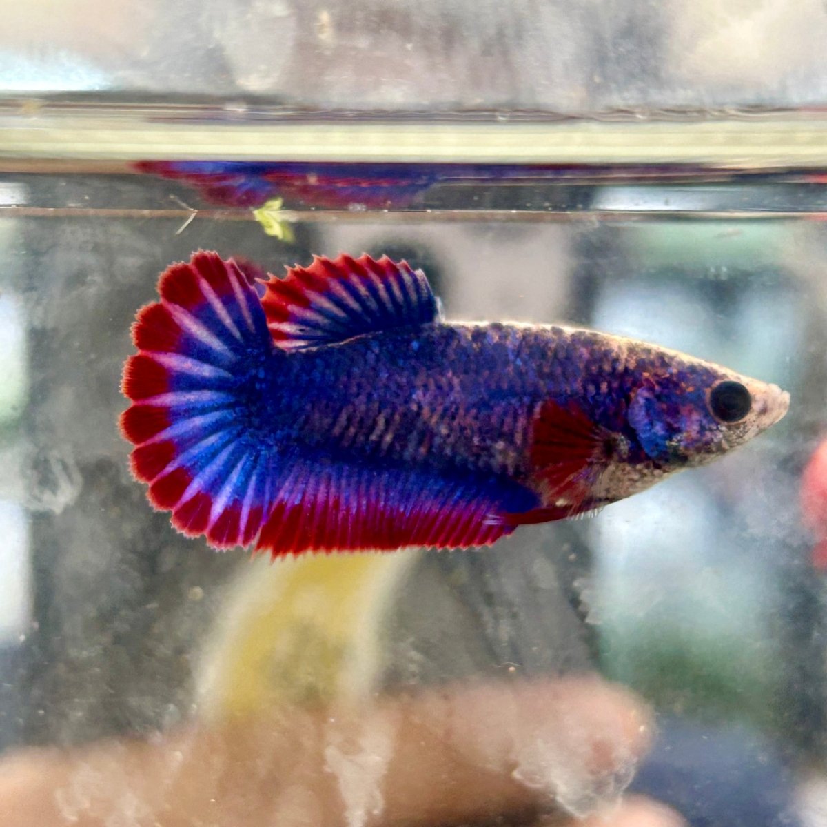 Red Mascot Plakat - Female Betta