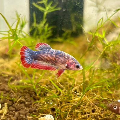 Red Mascot Plakat - Female Betta UNS - 20