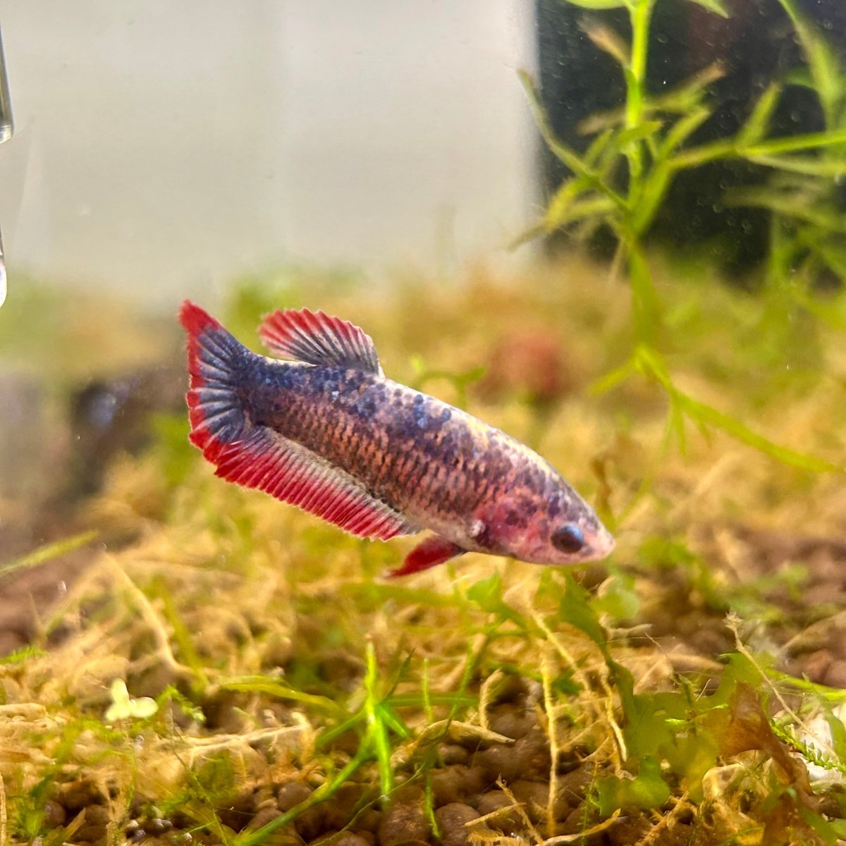 Red Mascot Plakat - Female Betta UNS - 20