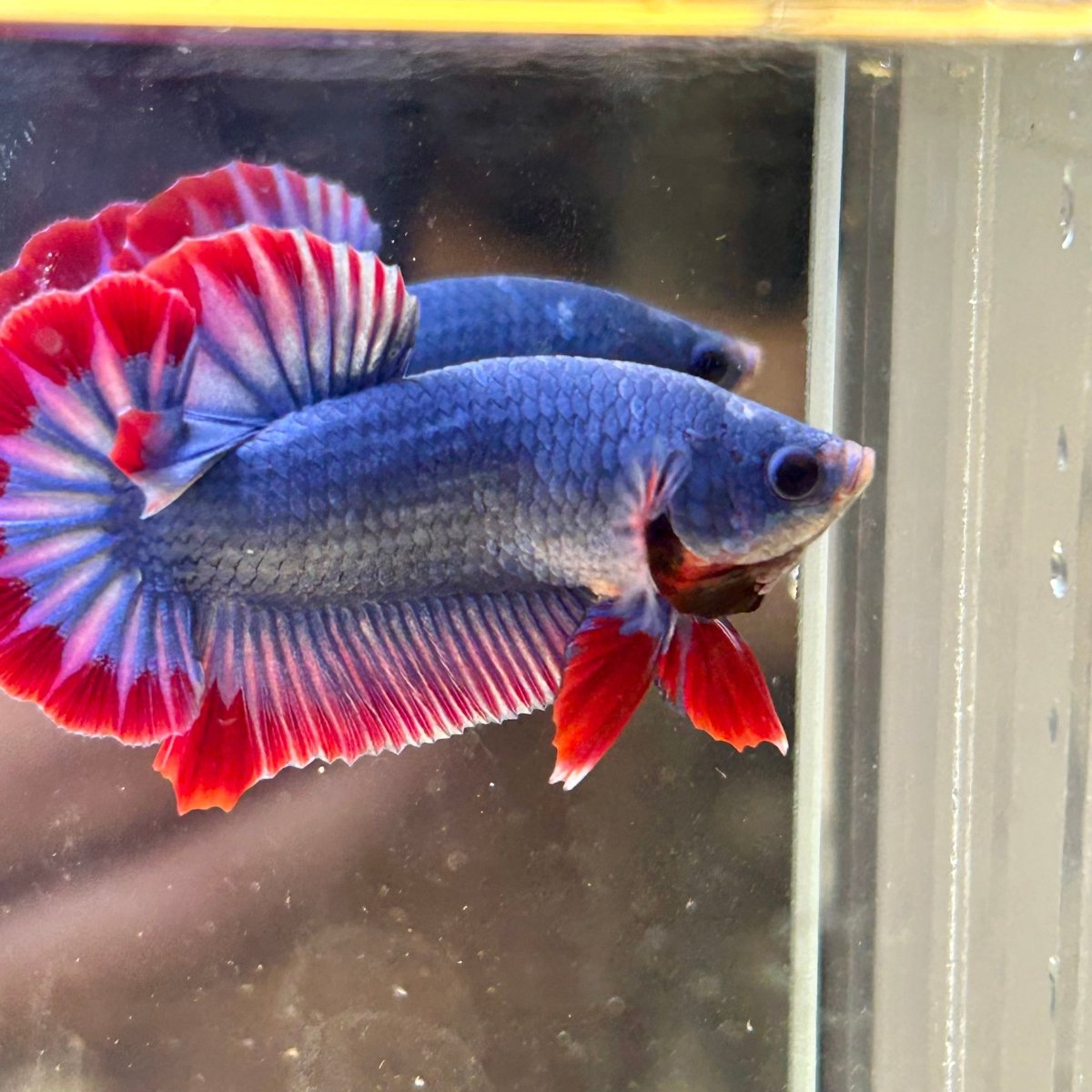 Red Mascot Plakat - Male Betta 047