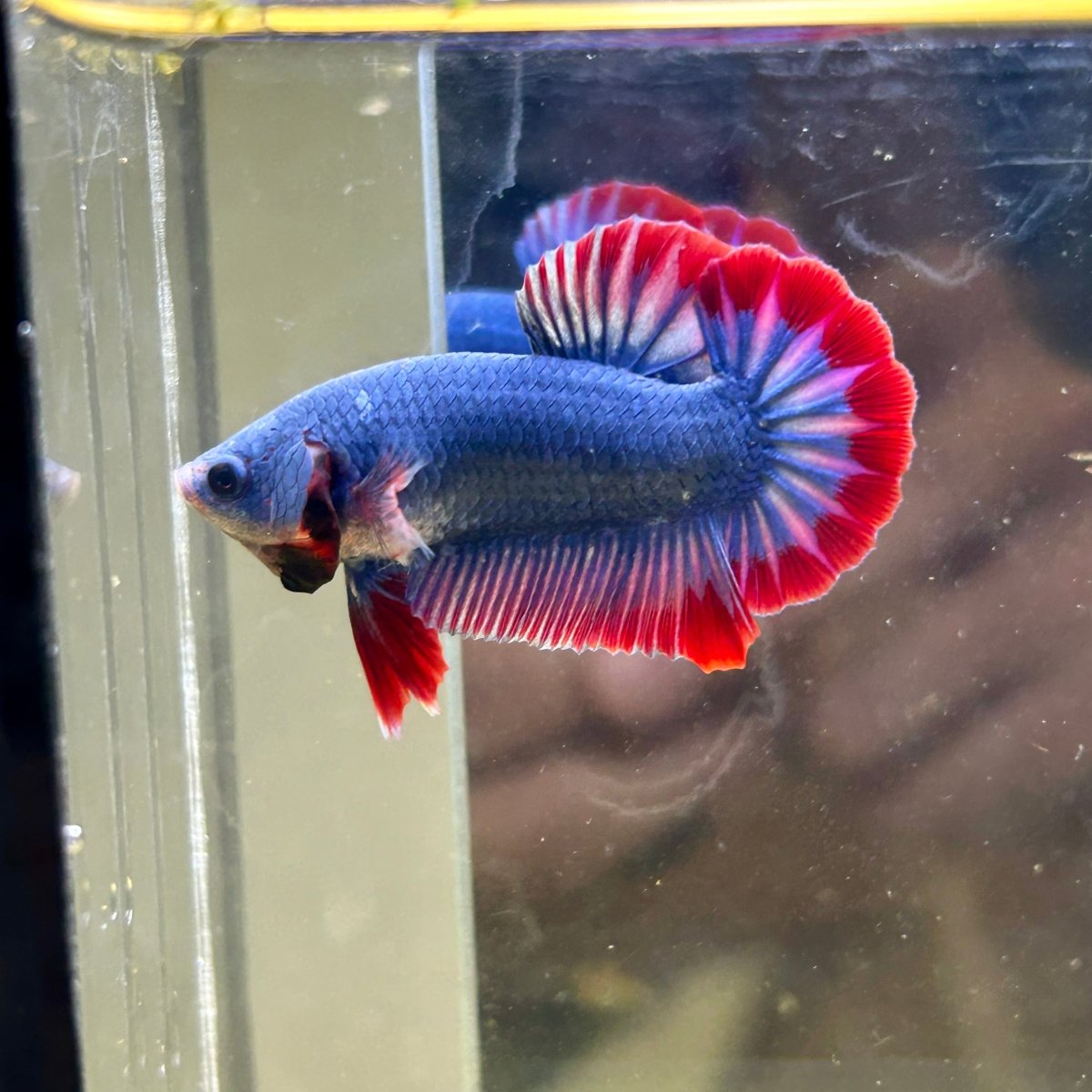 Red Mascot Plakat - Male Betta 047