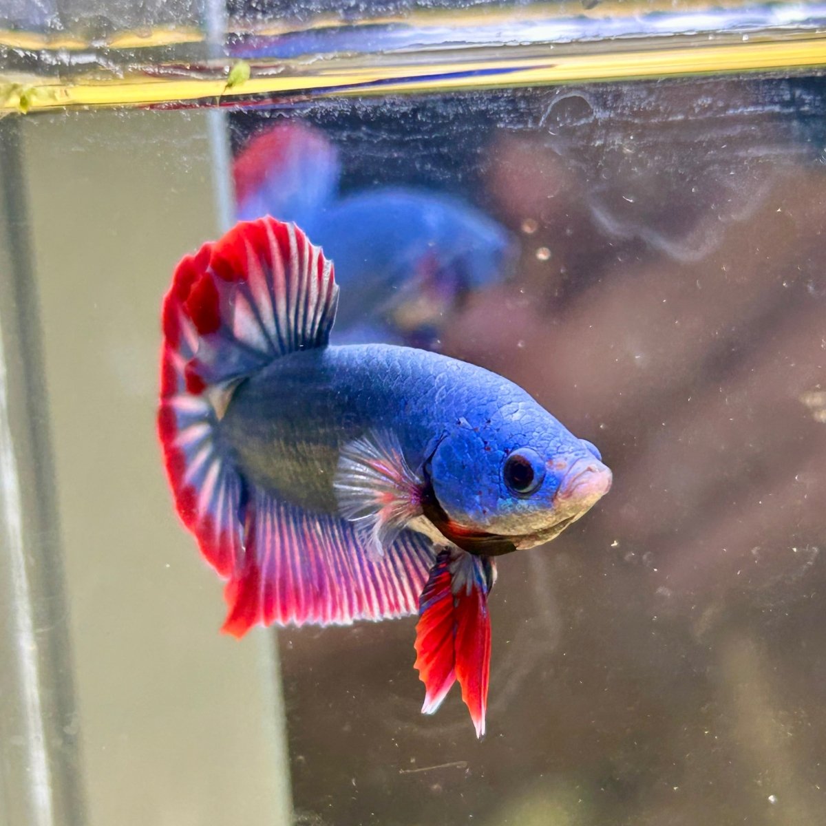 Red Mascot Plakat - Male Betta 047