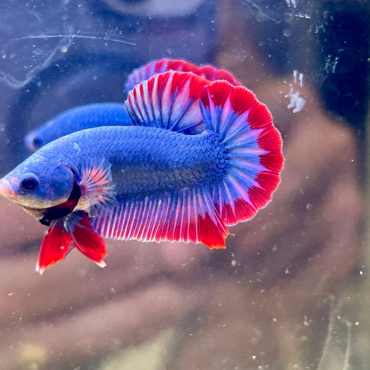 Red Mascot Plakat - Male Betta 047