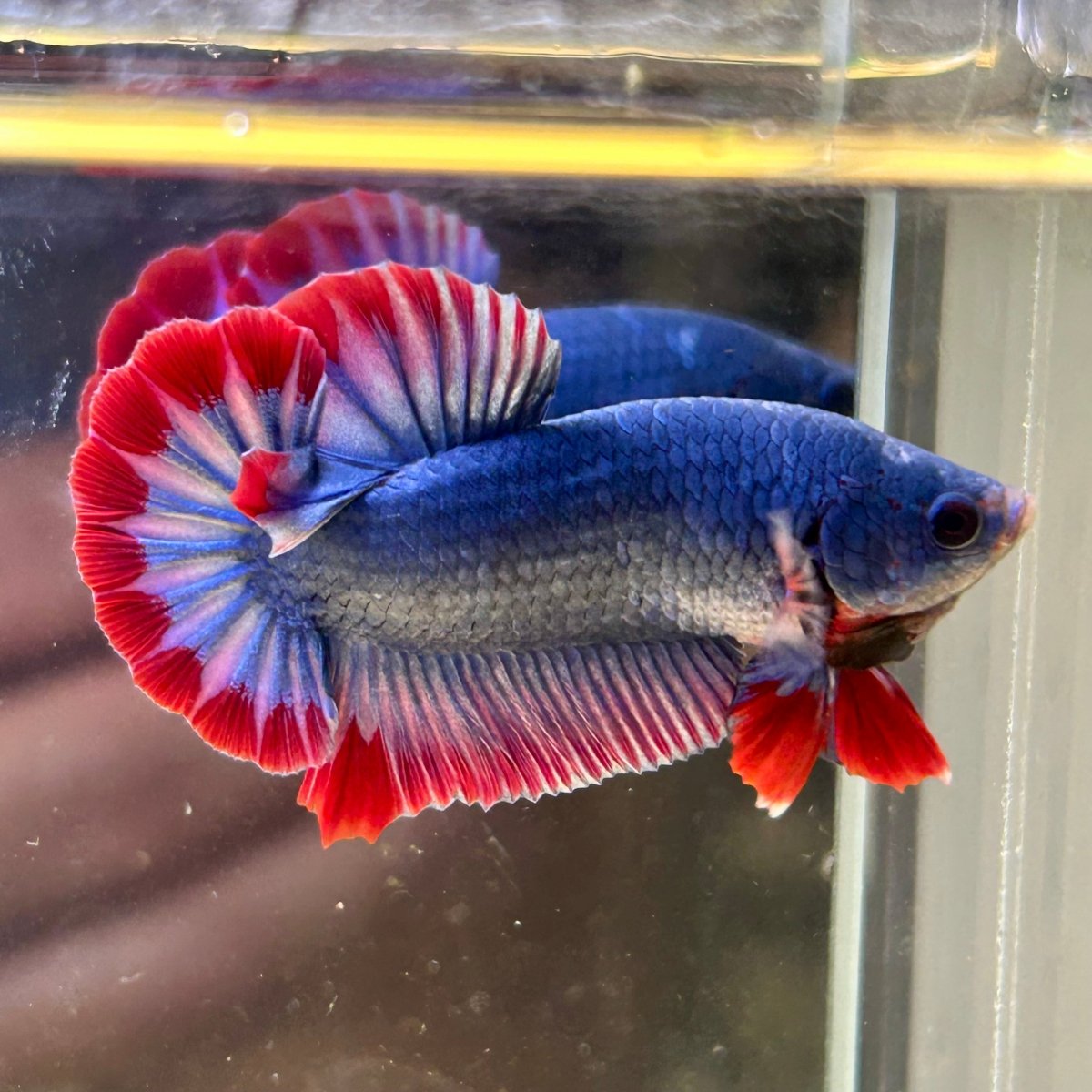 Red Mascot Plakat - Male Betta 047